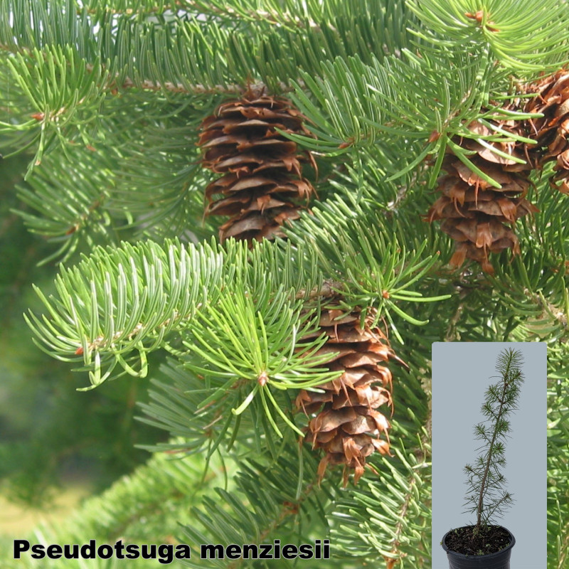 Pseudotsuga menziesii