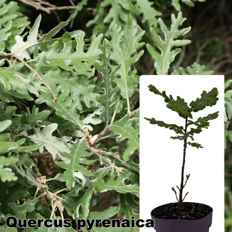 Quercus pyrenaica