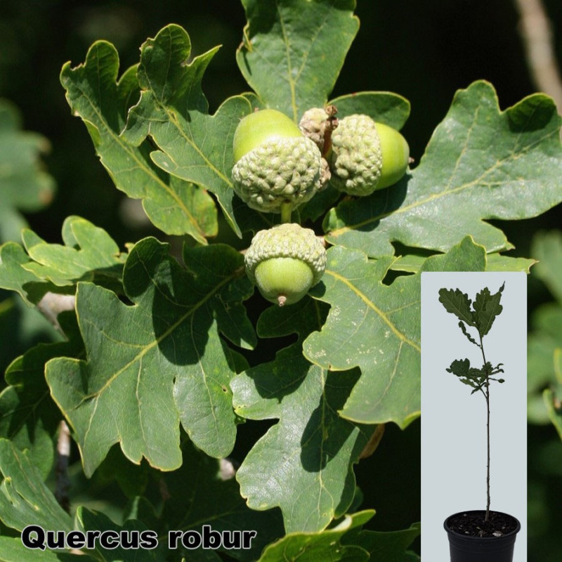 Quercus robur