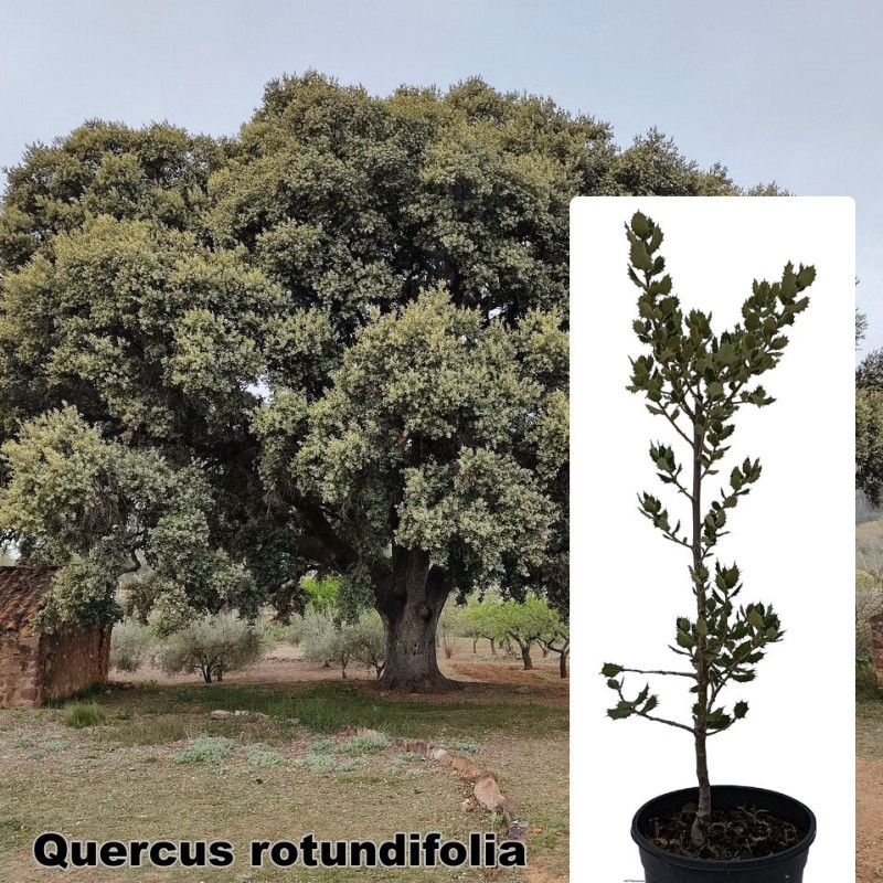 Quercus rotundifolia