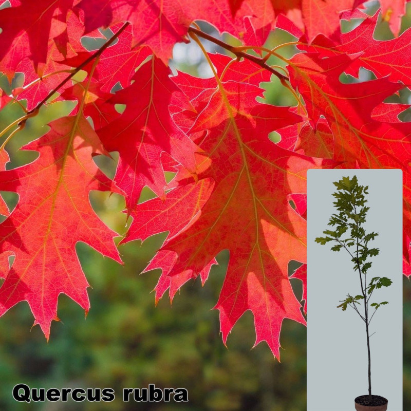 Quercus rubra