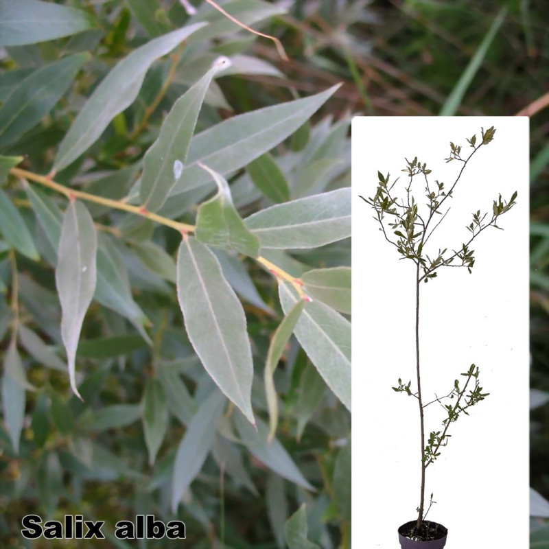 Salix alba