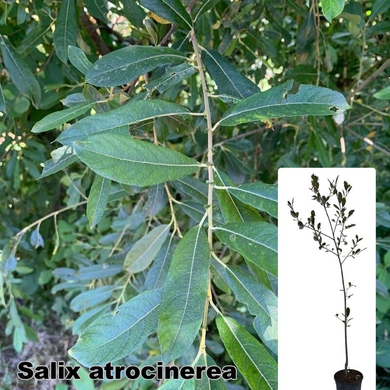 Salix atrocinerea