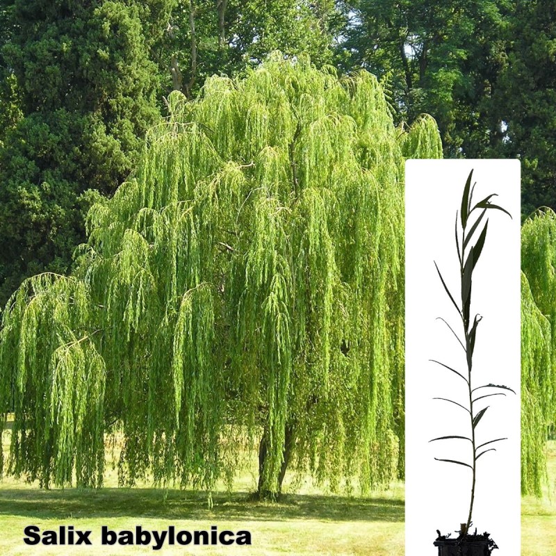 Salix babylonica