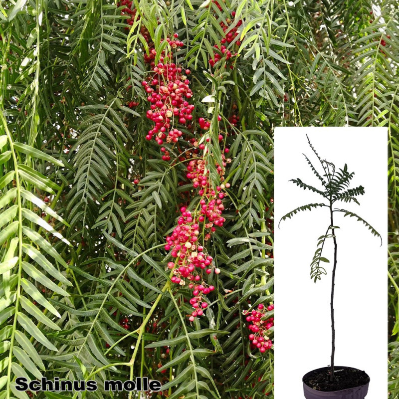 Schinus molle