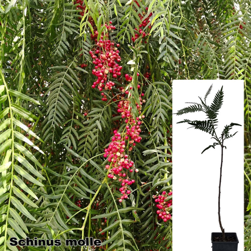 Schinus molle