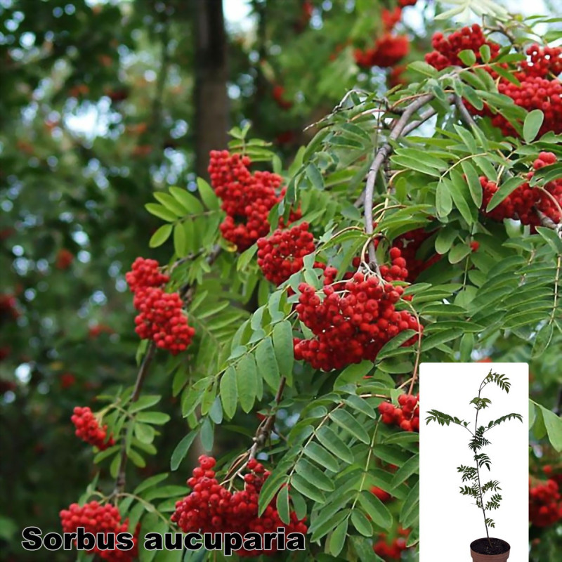 Sorbus aucuparia