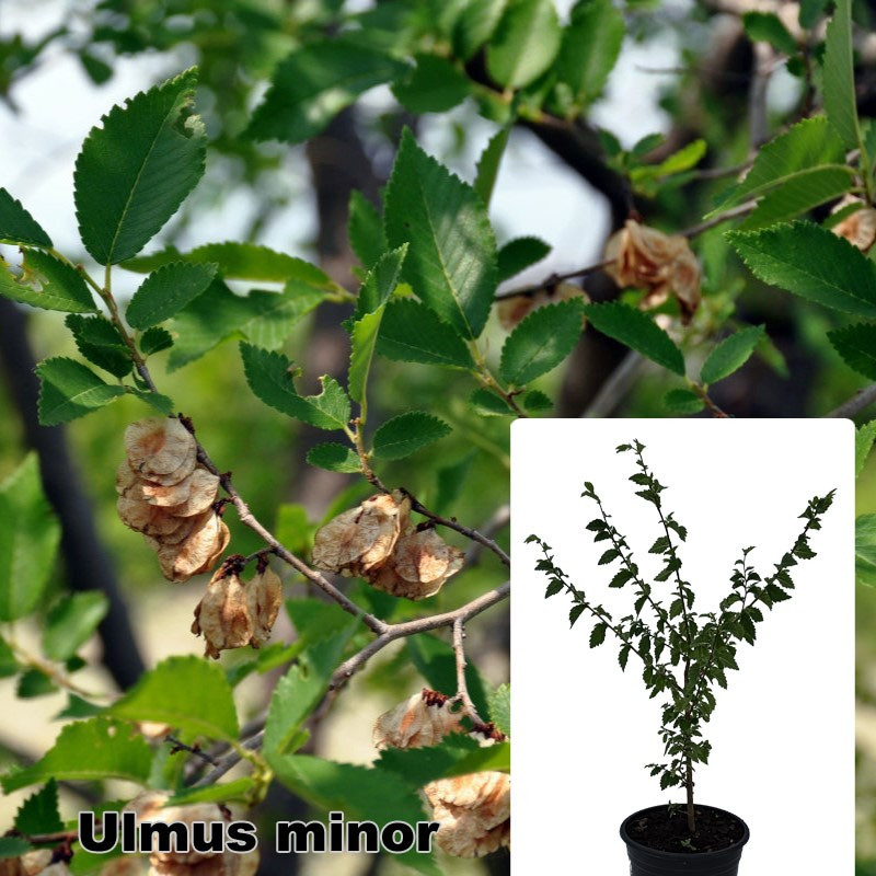 Ulmus laevis