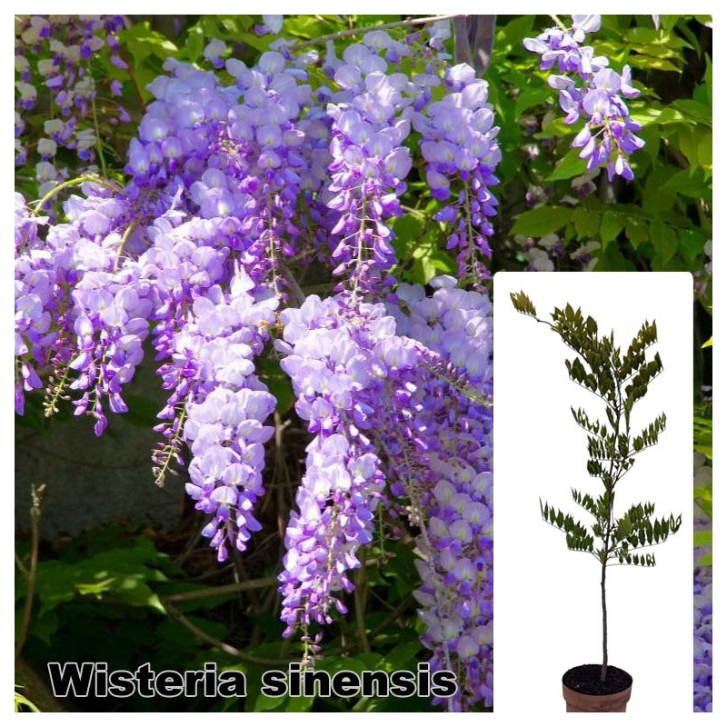 Wisteria sinensis