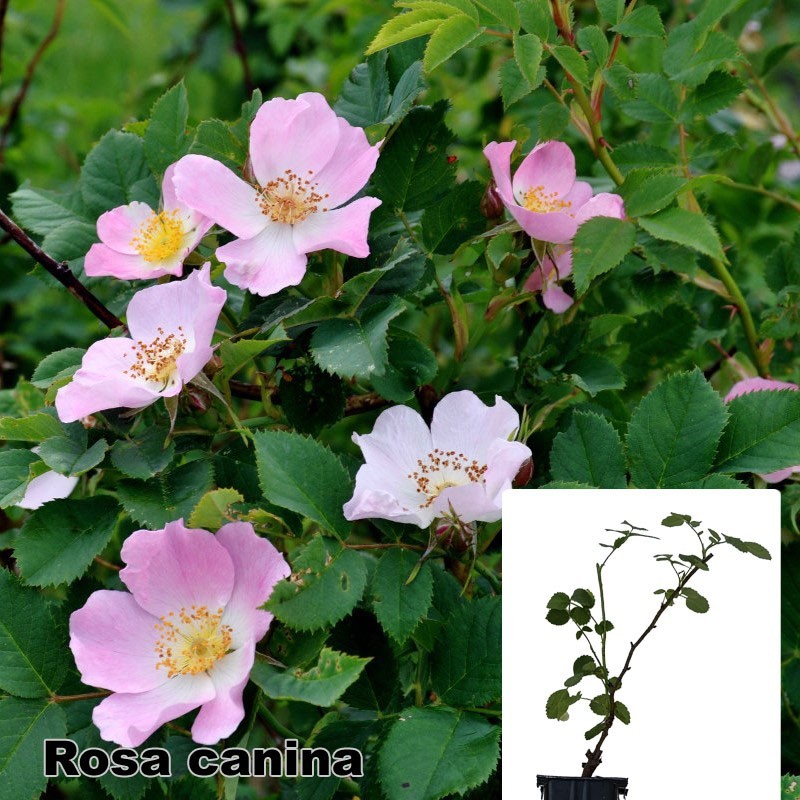 Rosa canina