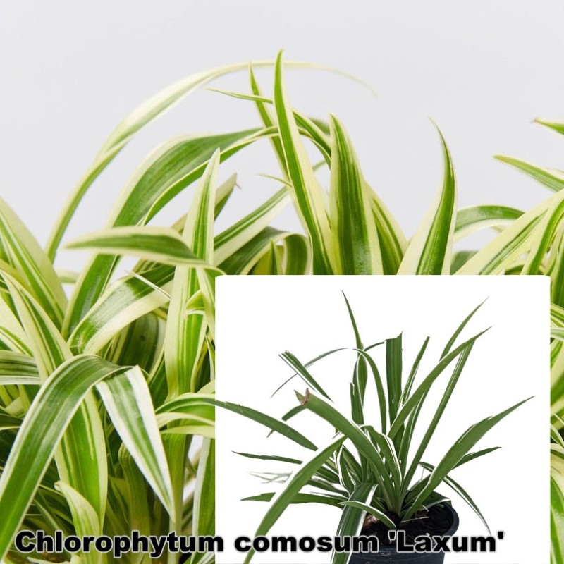 Chlorophytum laxum