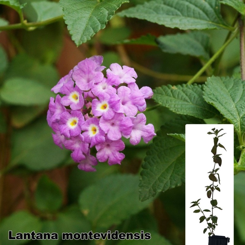 Lantana montevidensis