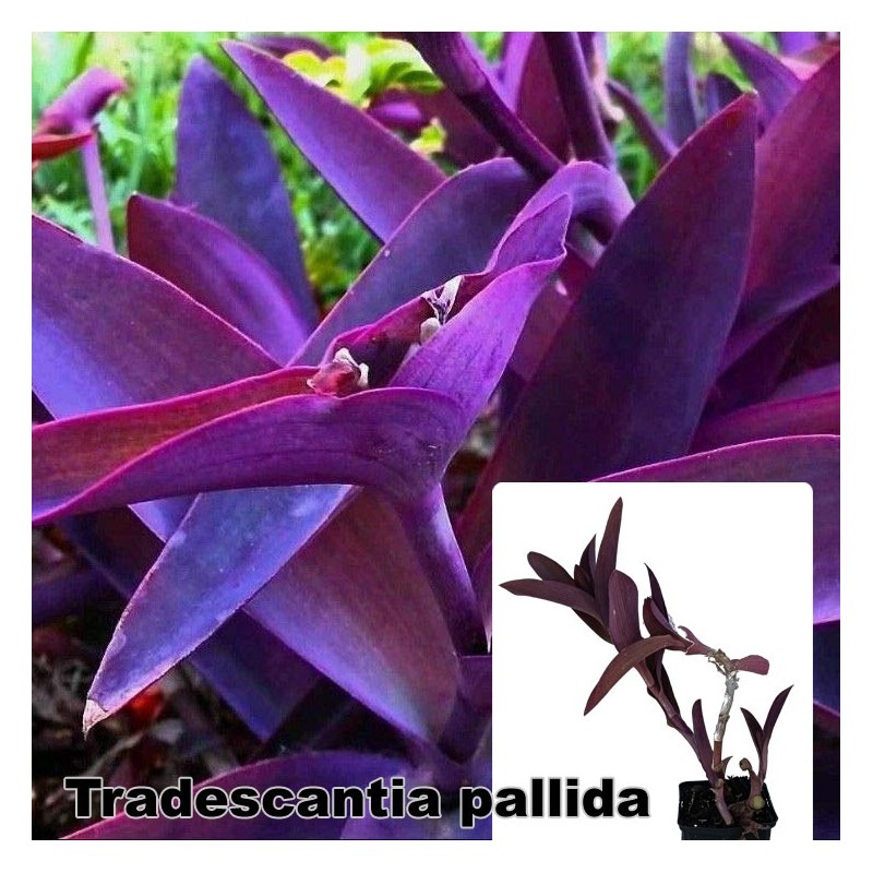 Tradescantia pallida