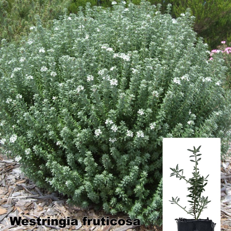 Westringia fruticosa