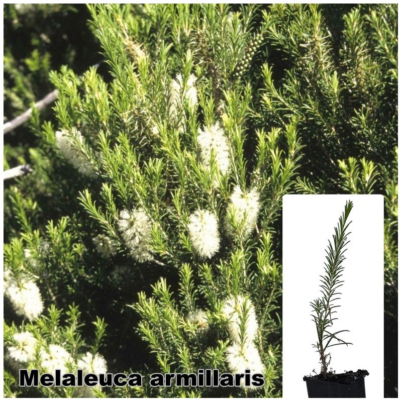 Melaleuca armillaris