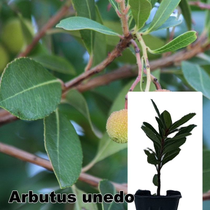 Arbutus unedo