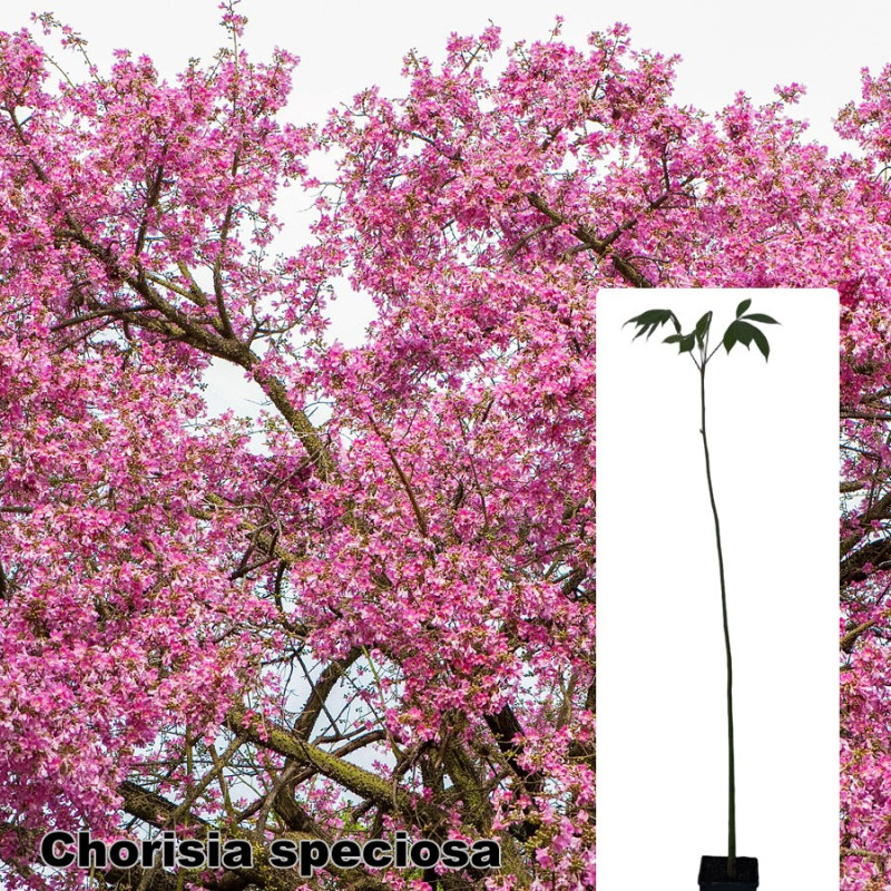 Chorisia speciosa