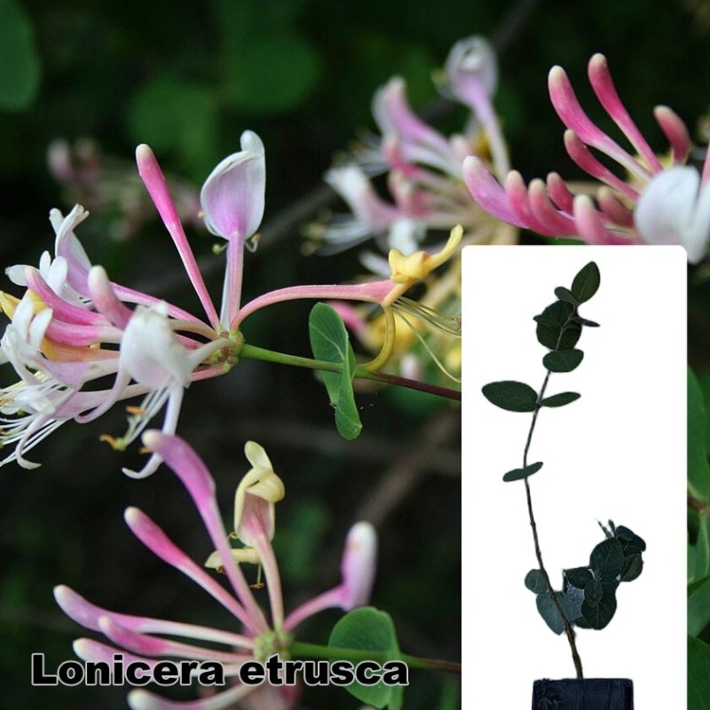 Lonicera etrusca