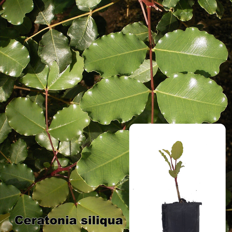 Ceratonia siliqua
