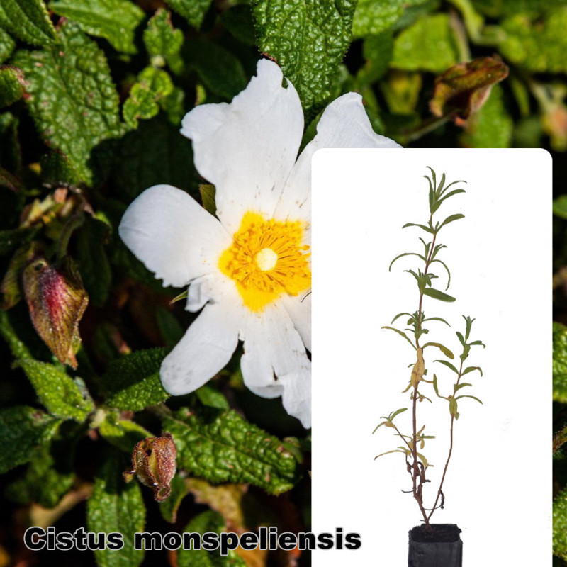 Cistus monspeliensis