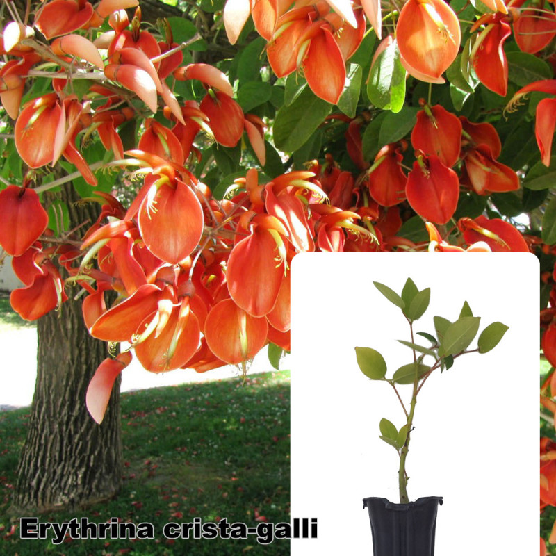 Erythrina crista-galli