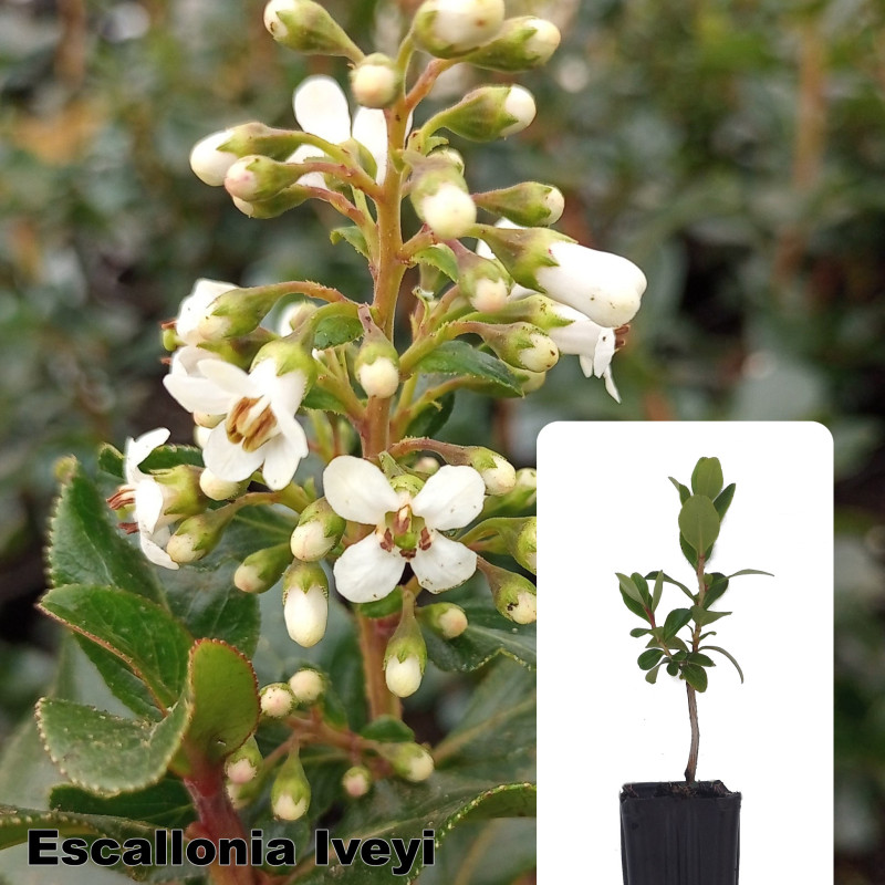 Escallonia Iveyi