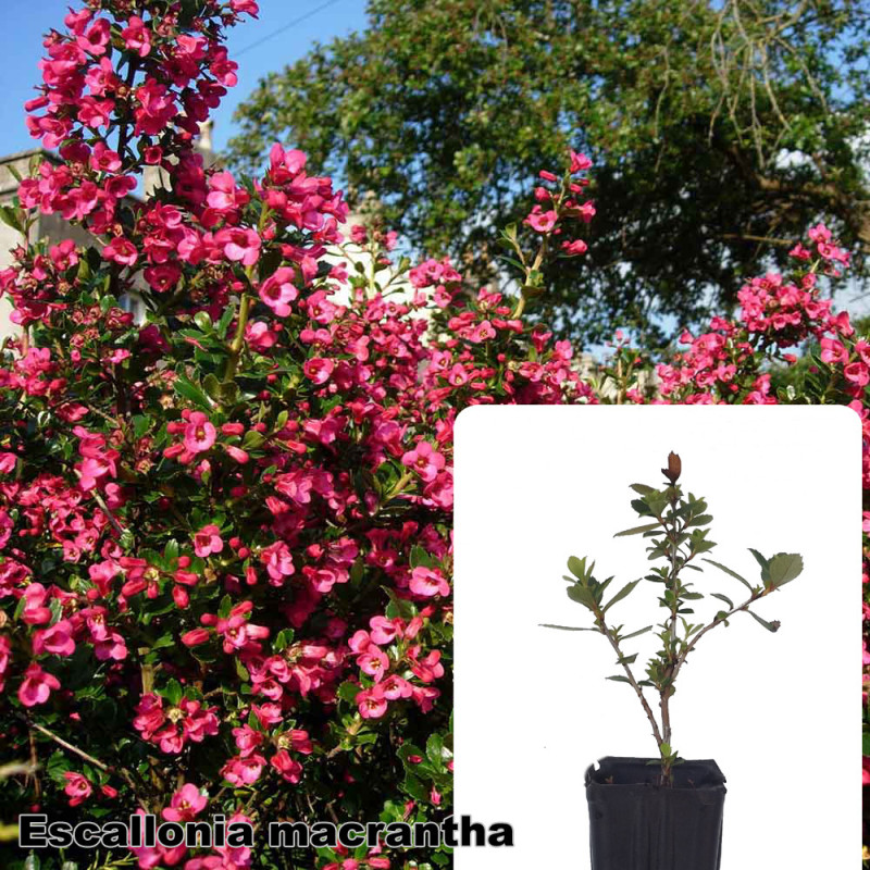 Escallonia macrantha