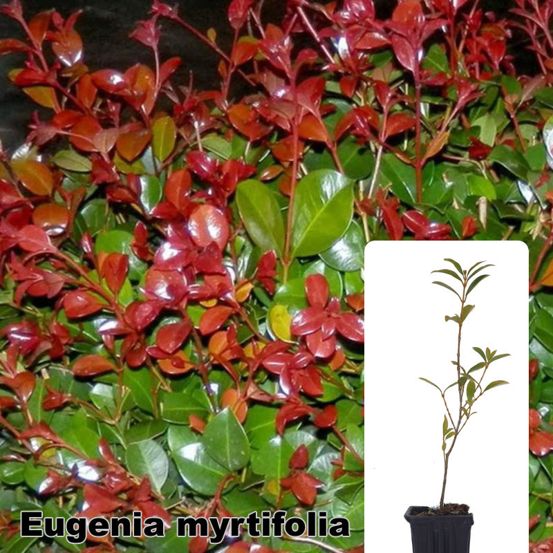 Eugenia myrtifolia