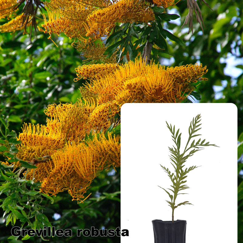 Grevillea robusta