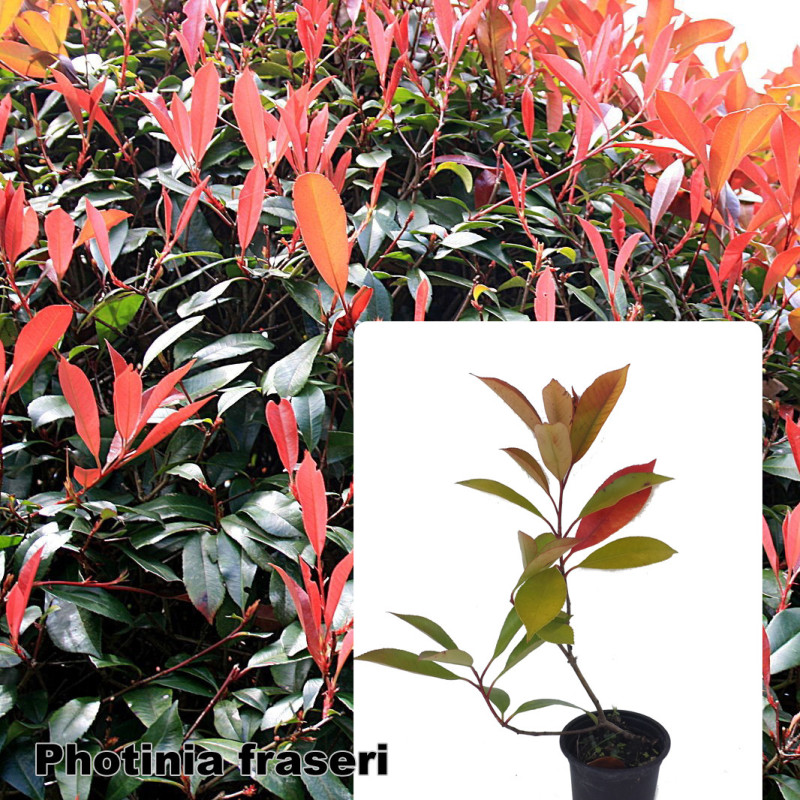 Photinia x fraseri