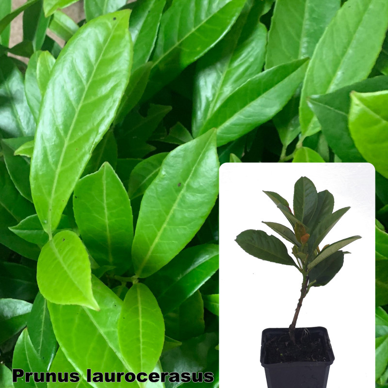 Prunus laurocerasus