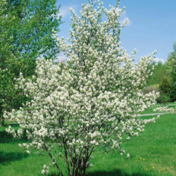 Amelanchier lamarckii