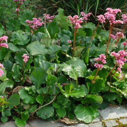 Bergenia crassifolia
