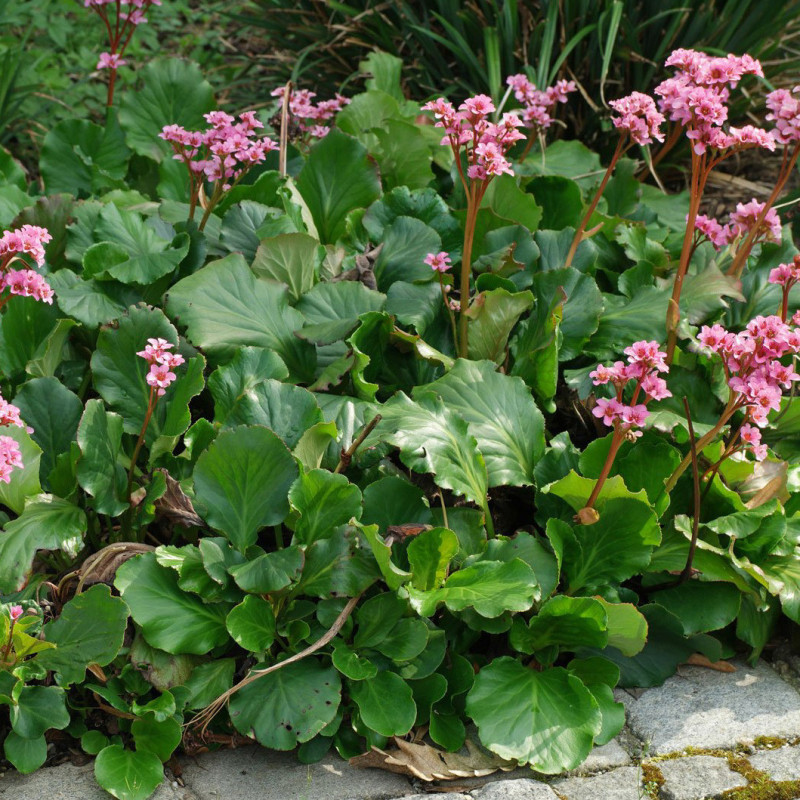 Bergenia crassifolia