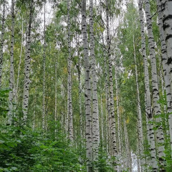 Betula celtiberica