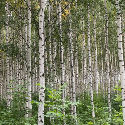 Betula pubescens