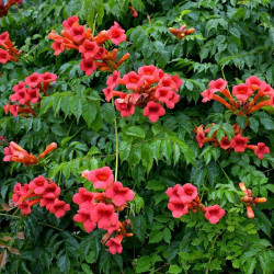 Campsis grandiflora