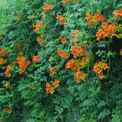 Campsis radicans