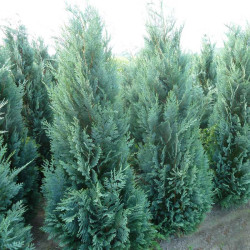 Chamaecyparis lawsoniana 'Columnaris Glauca'