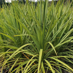 Cordyline australis