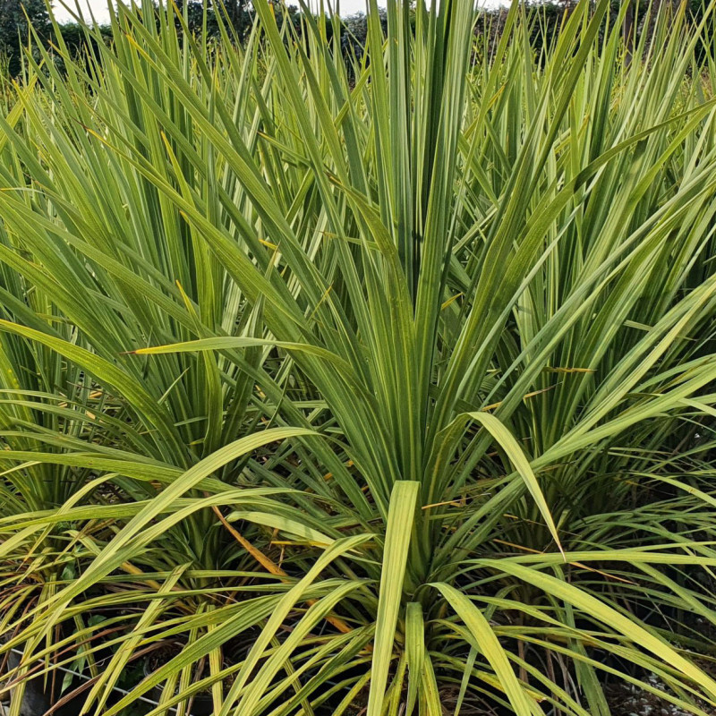 Cordyline australis