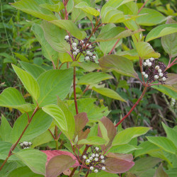 Cornus alba