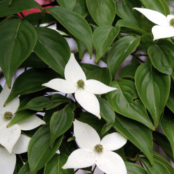 Cornus kousa