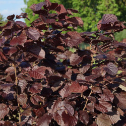 Fagus sylvatica 'Atropurpurea'