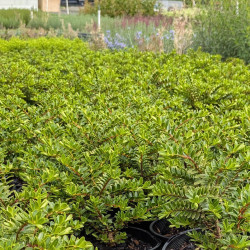 Hebe buxifolia