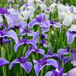Iris germanica
