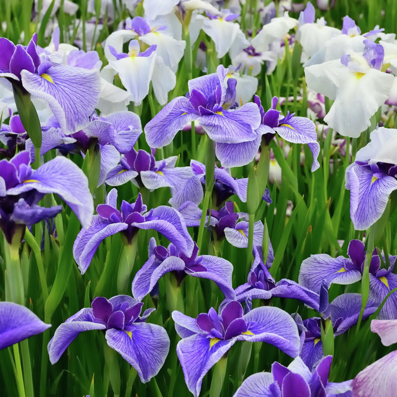 Iris germanica