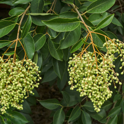 Ligustrum lucidum