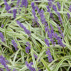 Liriope muscari 'Variegata'
