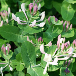 Lonicera implexa